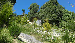 Trinetra Orchards - Noon View