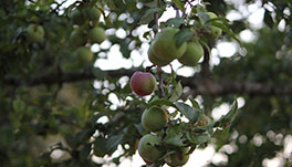 Trinetra Orchards - Tree View